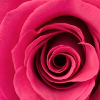 Dark Pink Dark Pink