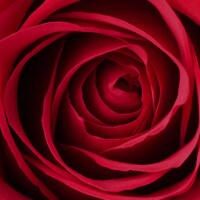 Dark Red Dark Red
