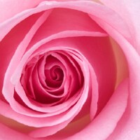 Light Pink Light Pink