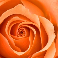 Orange Orange