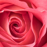 Pink Pink