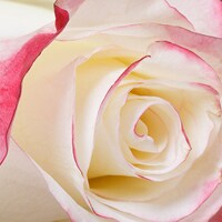 Pink and White Pink and White
