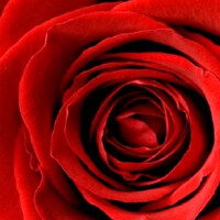 Red Rose Red Rose