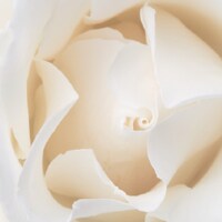 White White