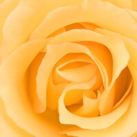 Yellow Yellow